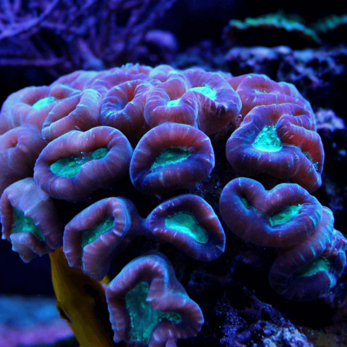 BAĞLANTI HORTUMU LT 35 97>